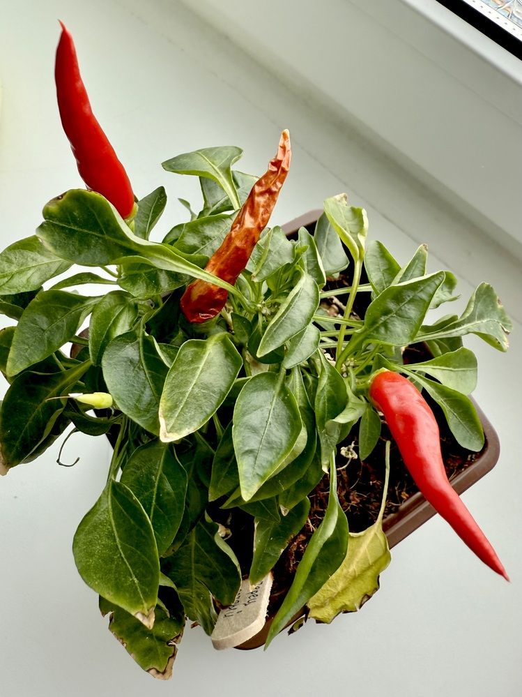 Photograph by Константин Калмыков