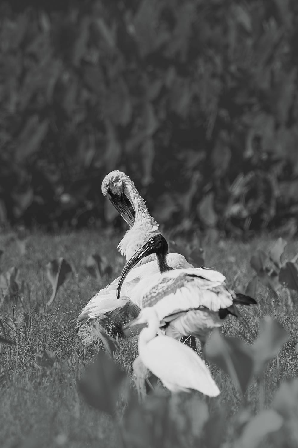 Harmony - All in one frame Harmony - All in one frame