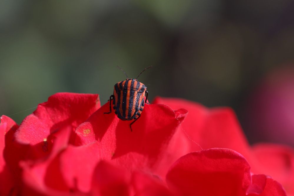 Фотография автора Татьяна Салиева