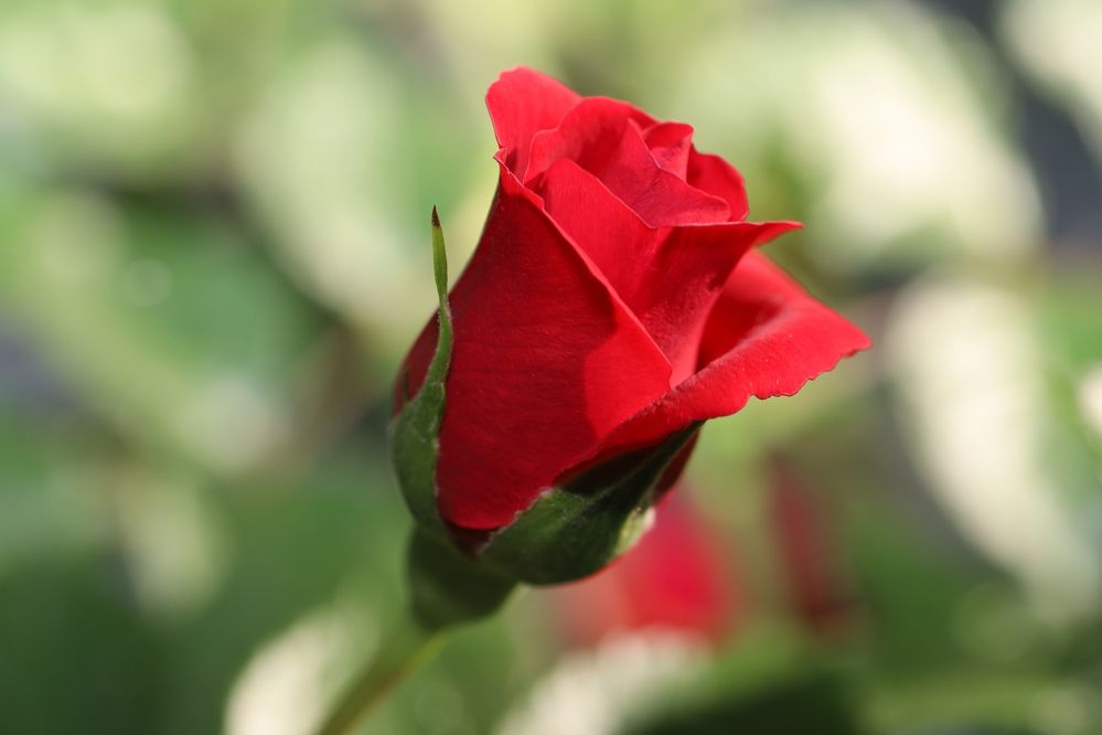 Фотография автора Татьяна Салиева