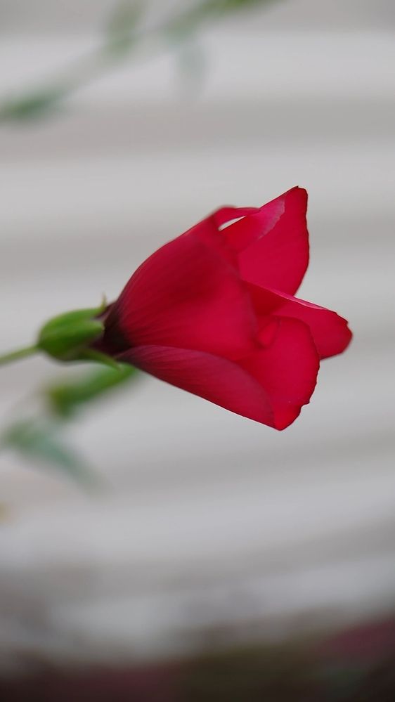 Photograph by Наталья Филянина