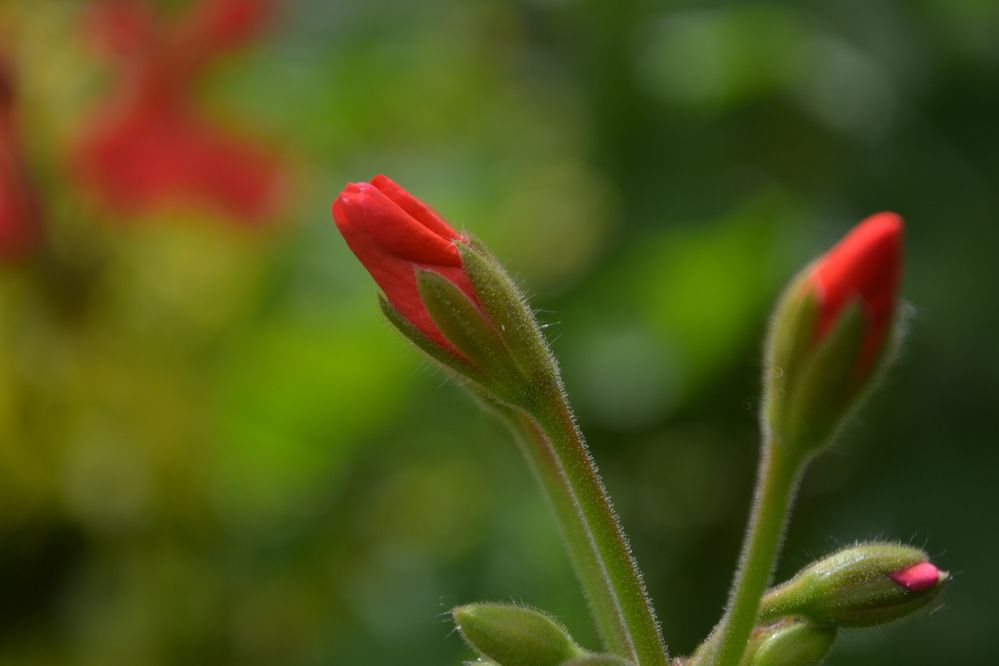 Photograph by Gildo de Campos Correa