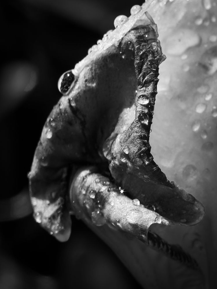 Photograph by Andrey Purtov