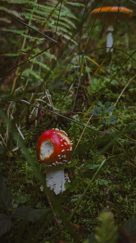 Photograph by Iryna Usanova