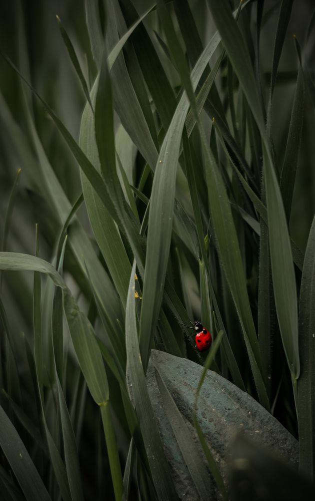 Photograph by Mahdi Reihani Bozorg
