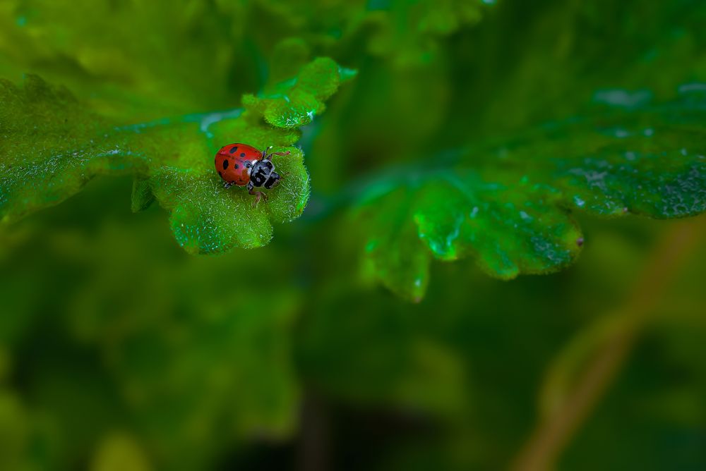 Photograph by Mahdi Reihani Bozorg