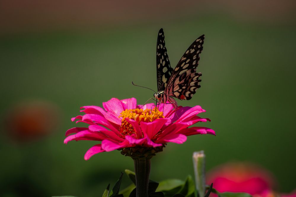 Photograph by Mahdi Reihani Bozorg