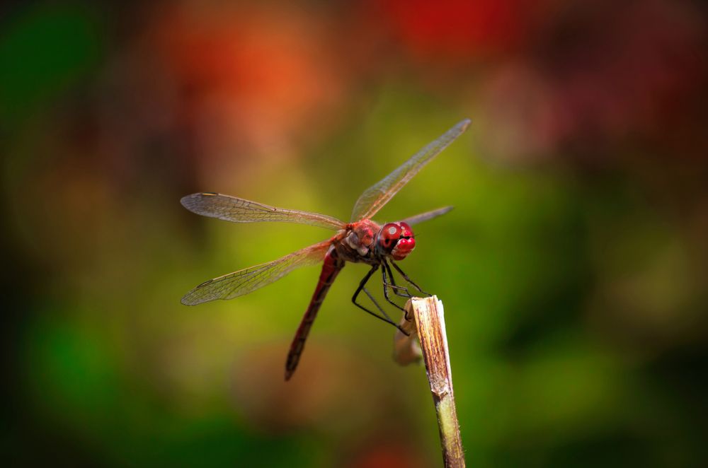 Photograph by Mahdi Reihani Bozorg