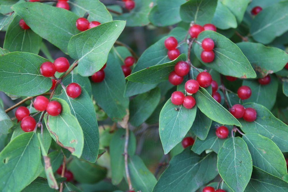 Photograph by Елена Коробченко