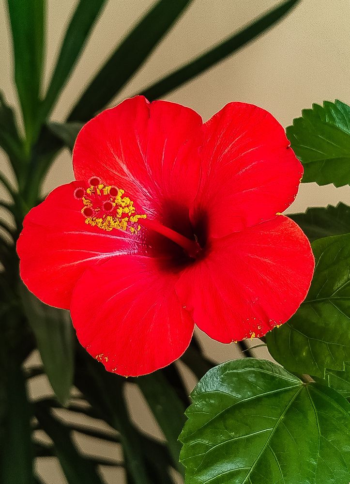 Photograph by Ника Ничай