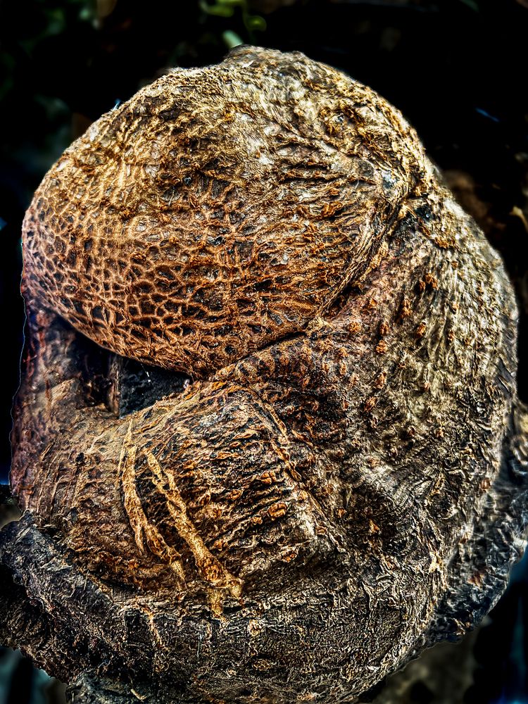 Фотография автора savitri Rawat