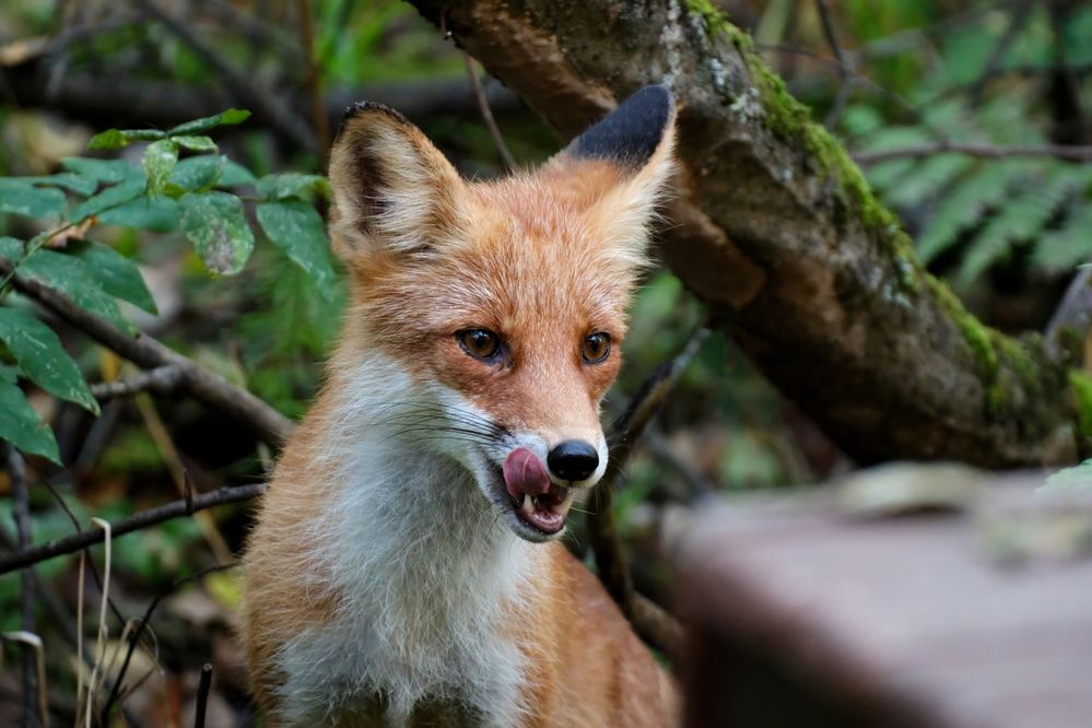 Photograph by Багурский Алексей
