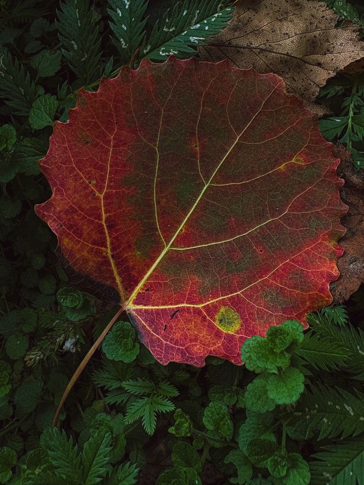 Photograph by Марина Харитонова