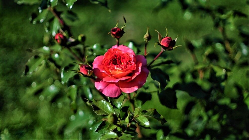 Photograph by Дмитрий