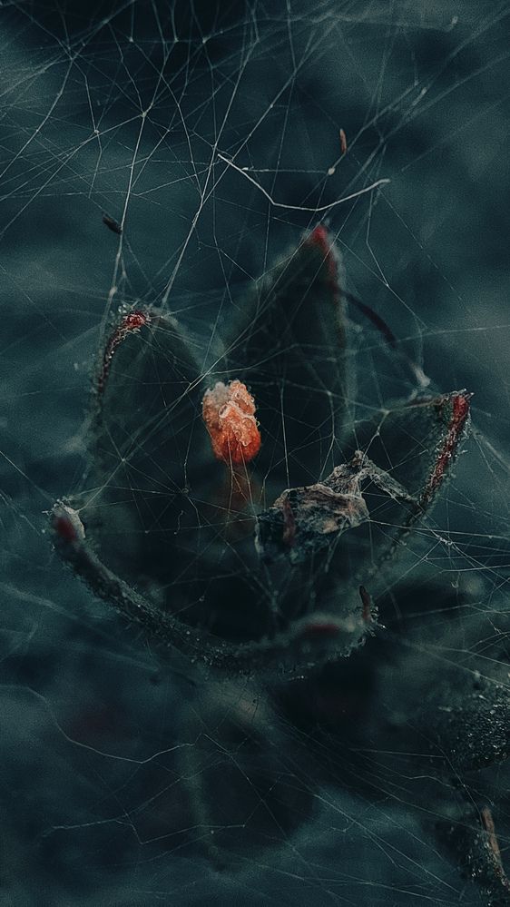 Photograph by Ehsan Fathi