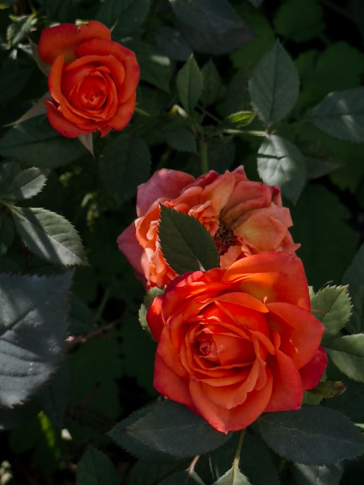 Фотография автора Анастасия Терехова