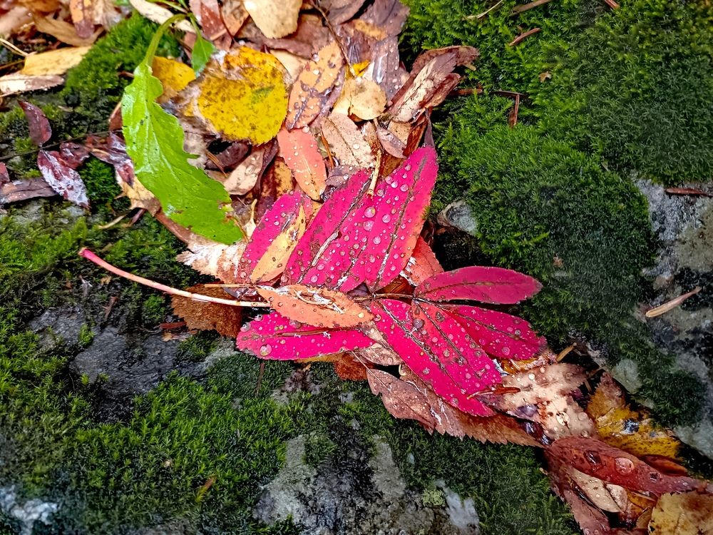 Фотография автора Rafa