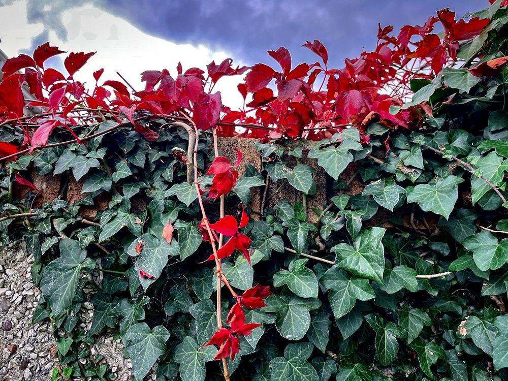 Red vines and green ivy