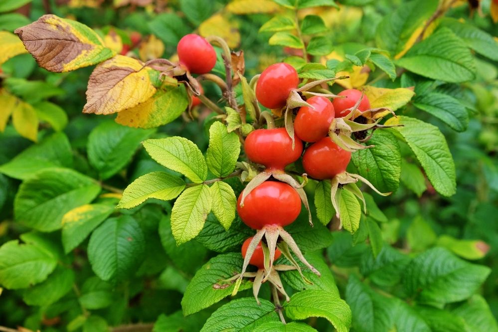 Шиповник