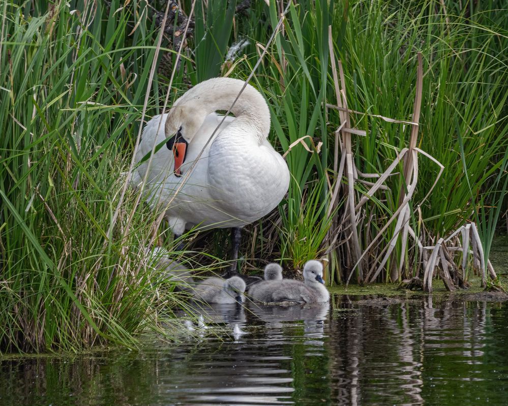 Лебедь - шипун с маленькими лебедятами