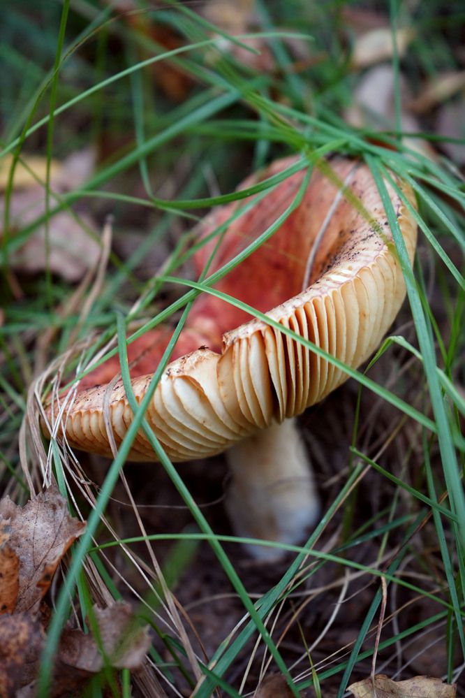 Photograph by Любовь Лунина