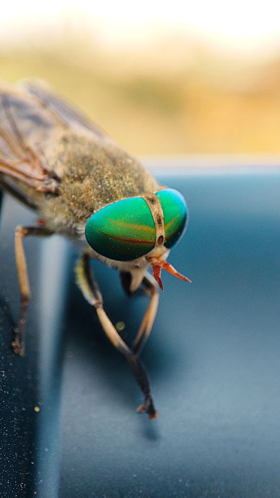 Photograph by Ehsan Fathi