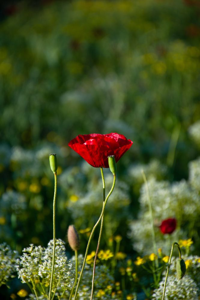 Photograph by Ehsan Fathi