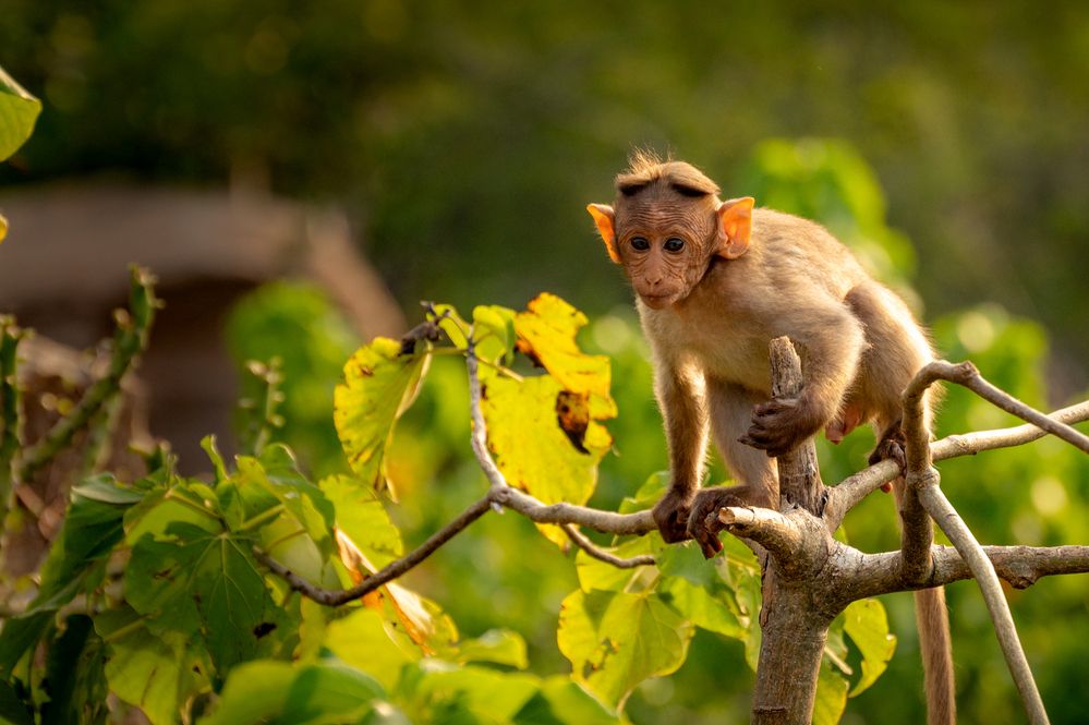 Photograph by Kirtesh Mahant