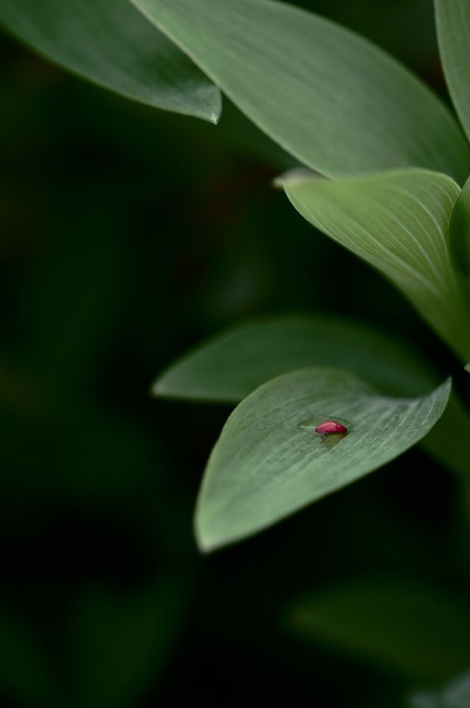 Photograph by Ohashi Hironobu