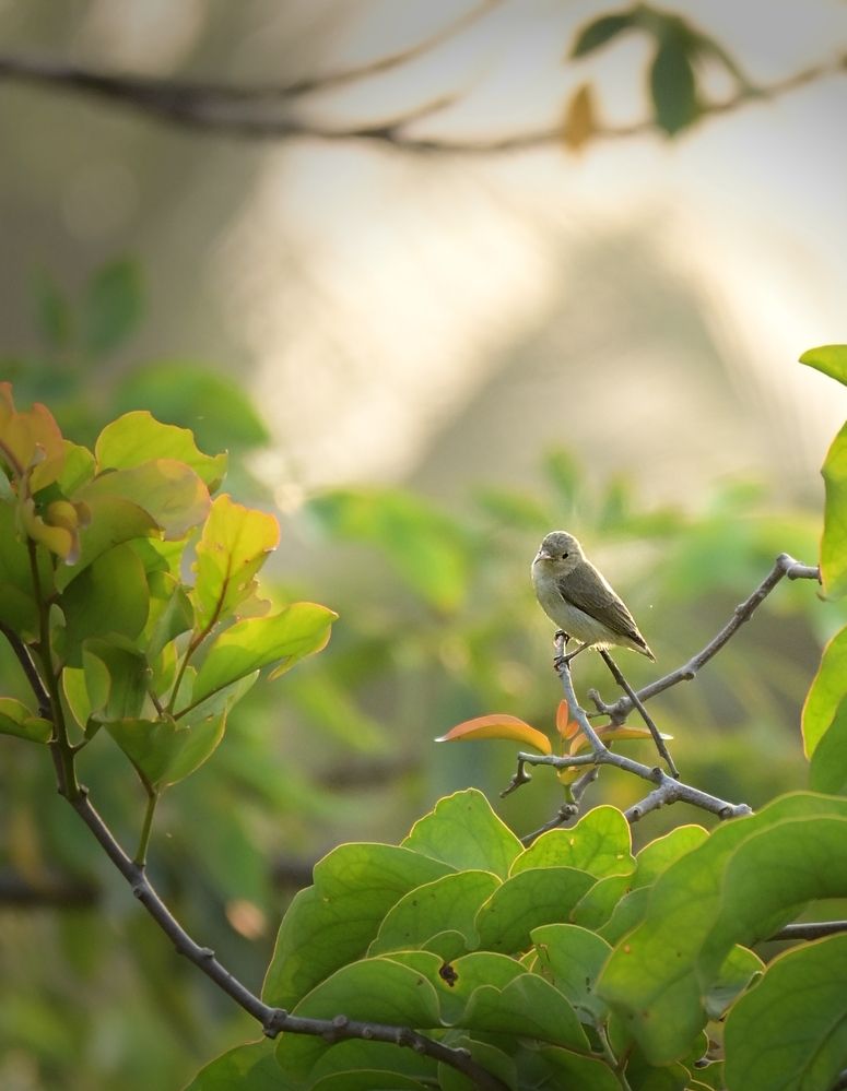 Photograph by Archisman Narayan Lahiri