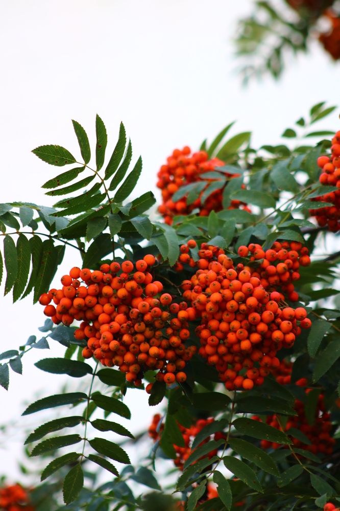 Photograph by Светлана Шуткова