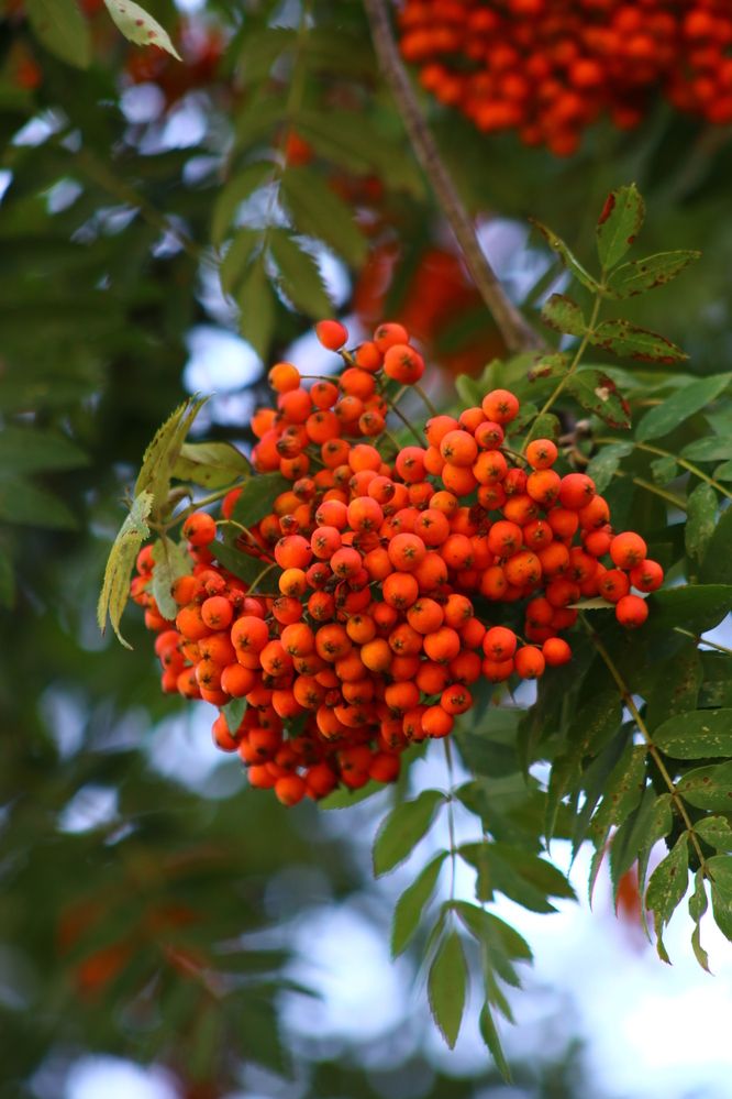 Photograph by Светлана Шуткова