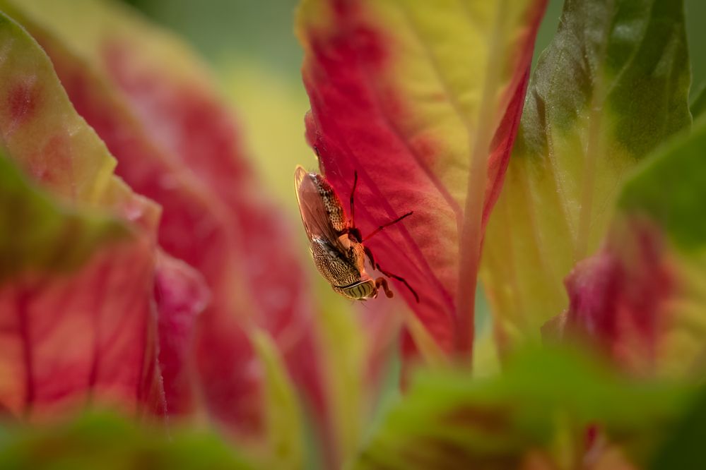 Photograph by Suzuki Ryuta