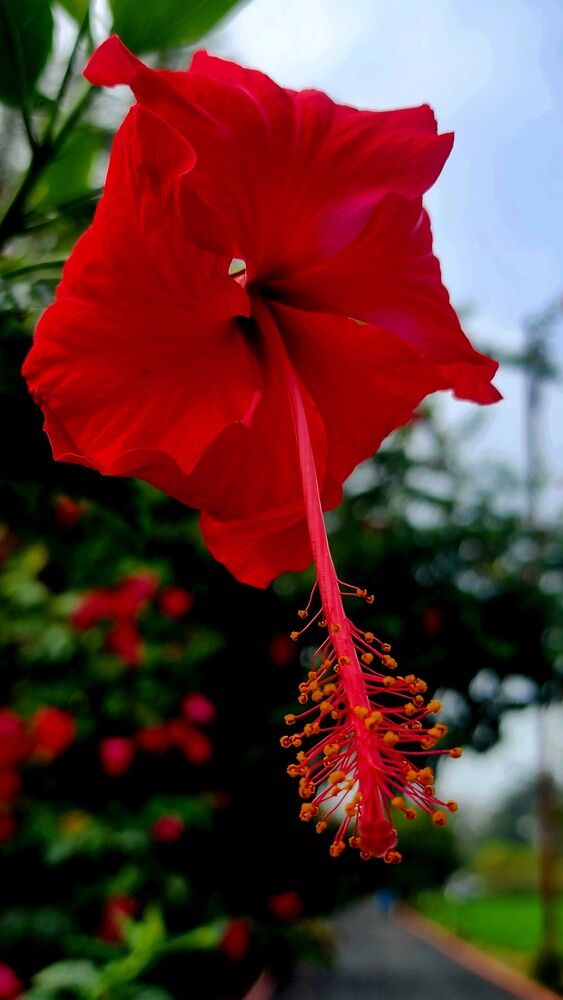 Photograph by G GOVIL