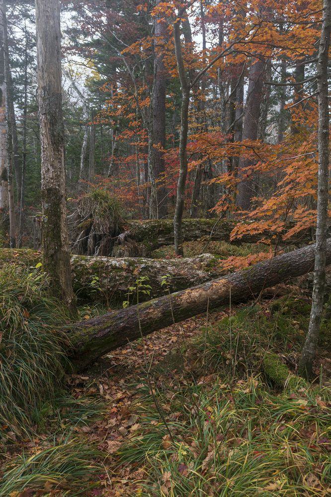 Photograph by Кузнецов Александр