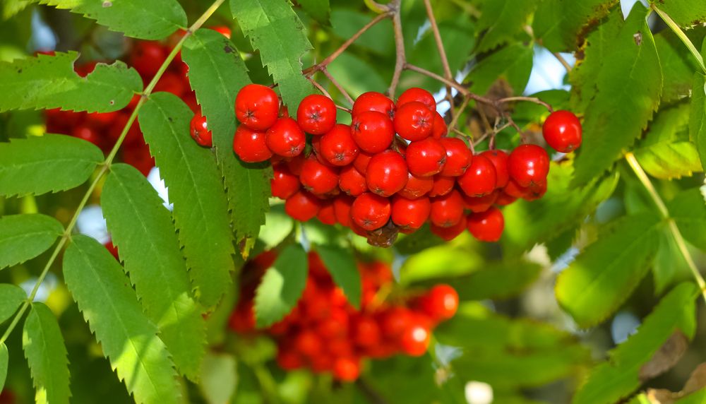 A bunch of ripe rowan berries
