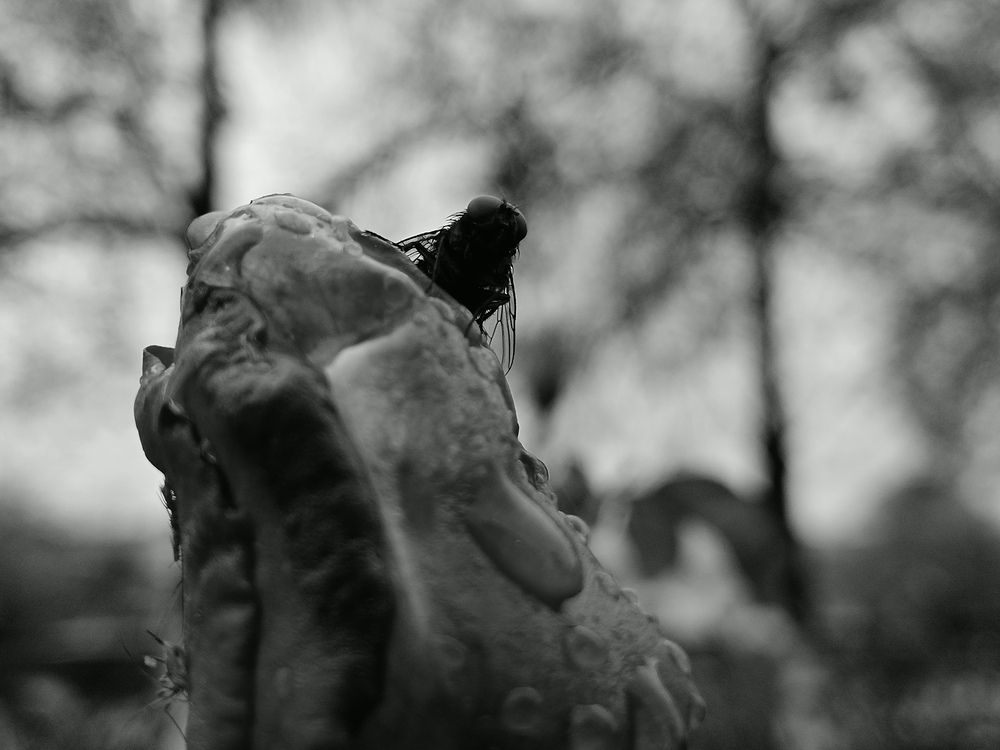 Photo #12739321