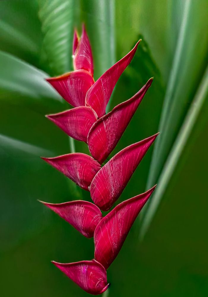 Photograph by Edi Hidayat