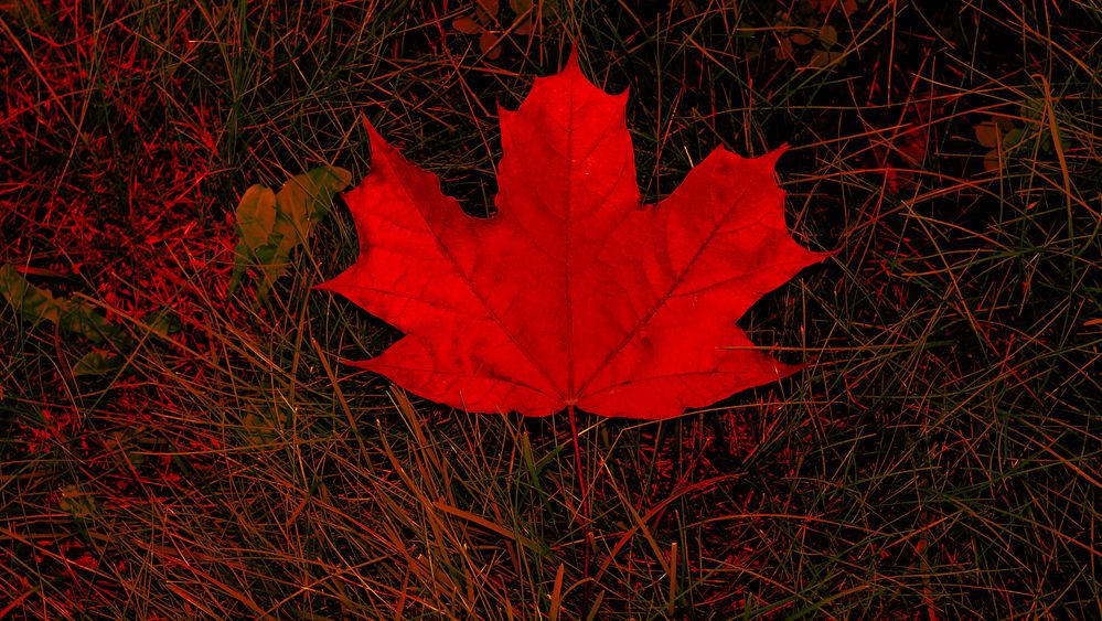 Maple leaf in red color on red-green grass