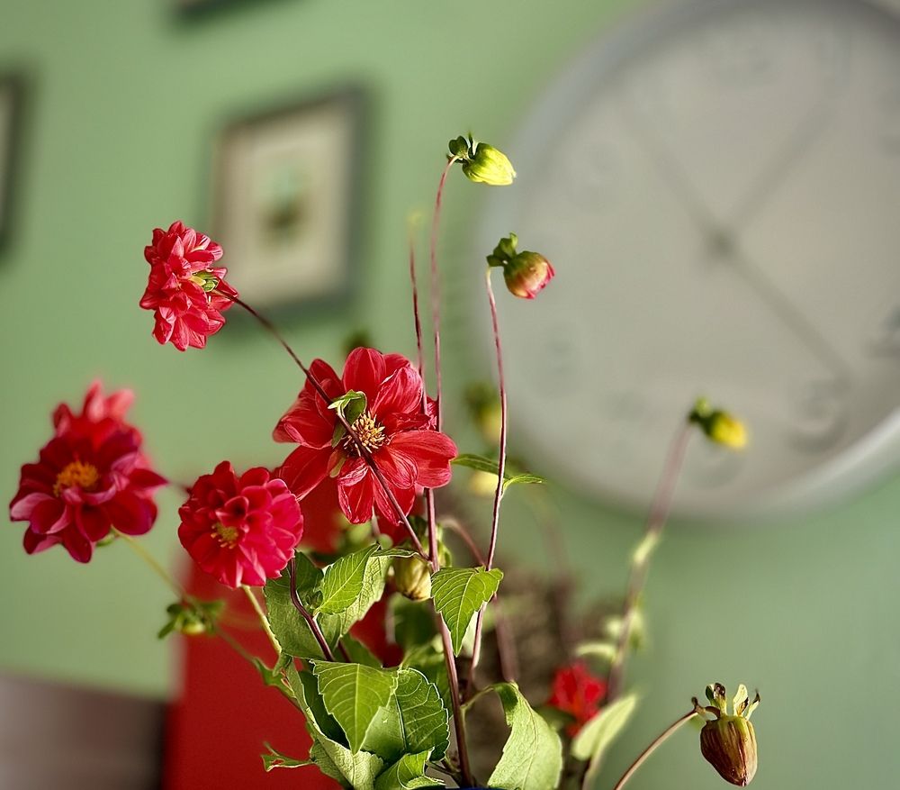 Photograph by Elena Bitar