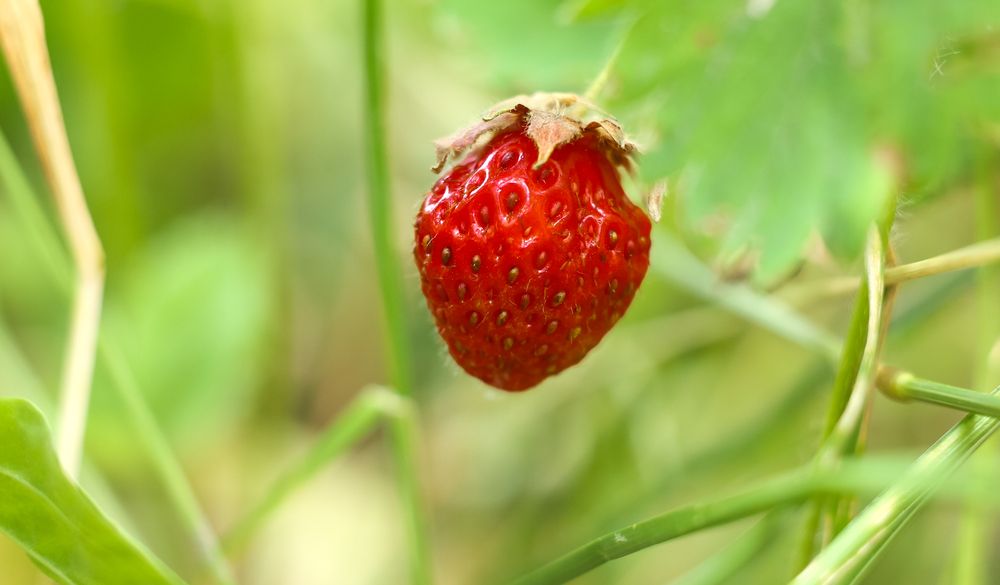 One ripe strawberry