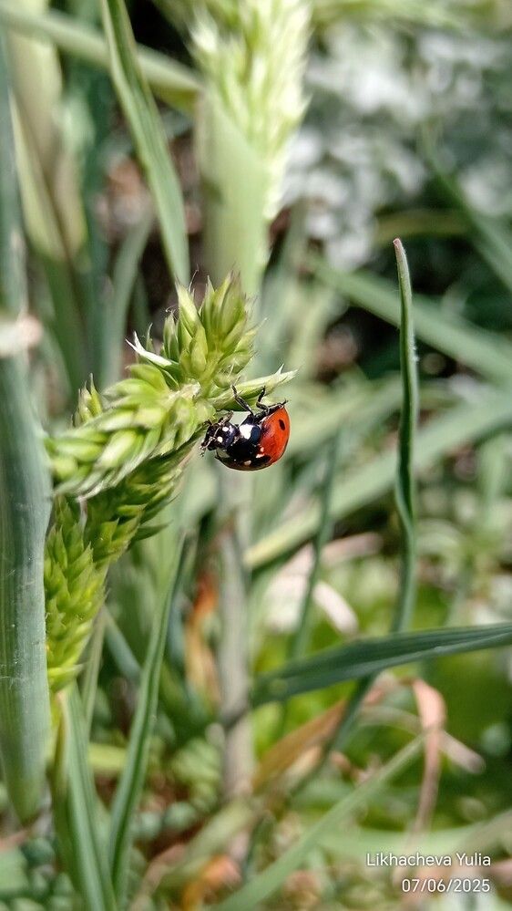 Photograph by Юлия Лихачева