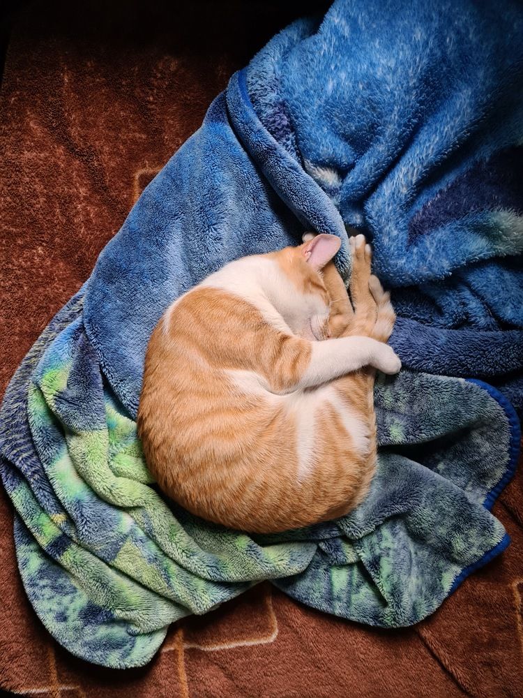 Gato Gordo Sobre Cobertor