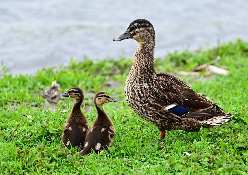 Photograph by Светлана Ивановна