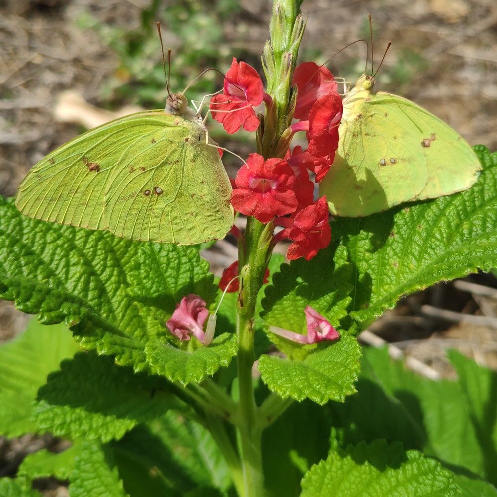Photograph by Marzio Fattorini