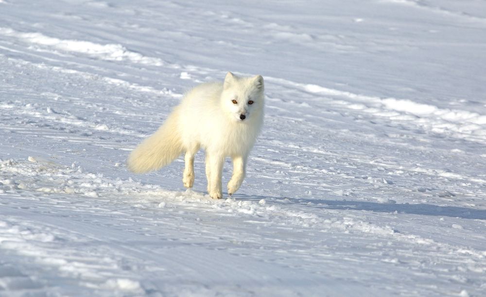 Песец зимой