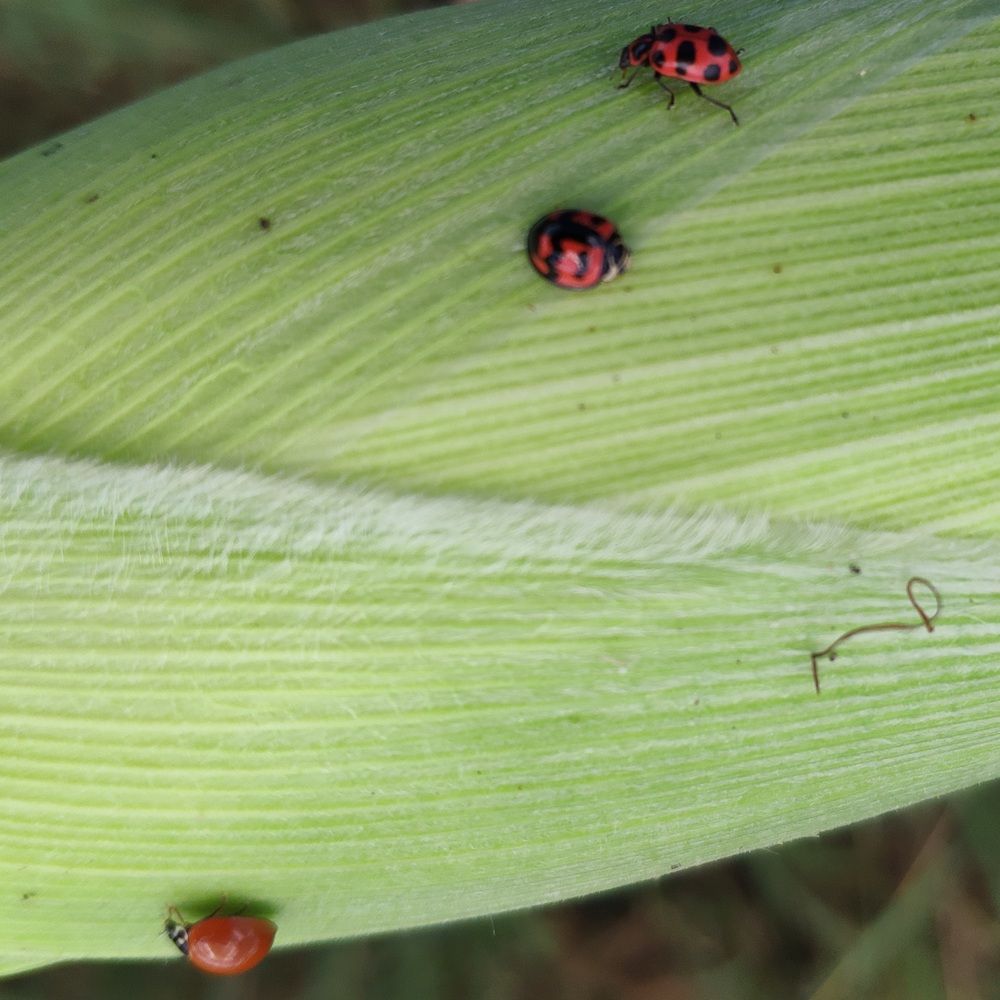 Photograph by Marzio Fattorini