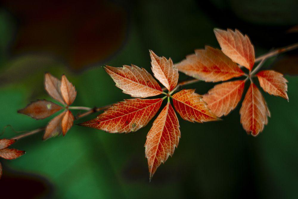 Photograph by Алексей