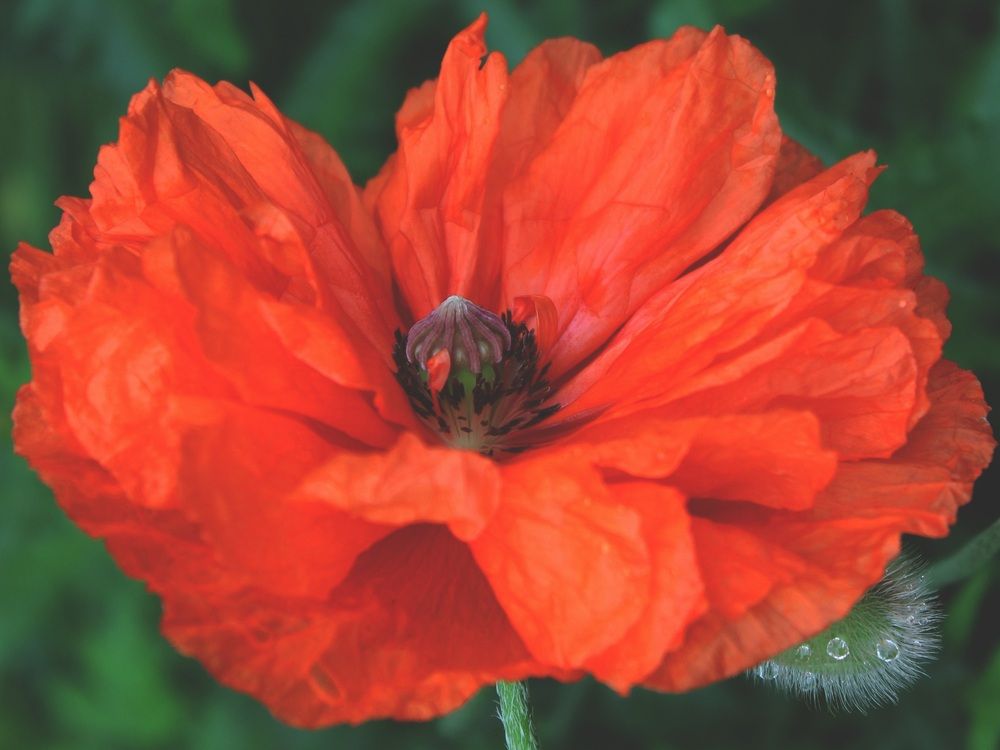 Photograph by Татьяна Сычёва