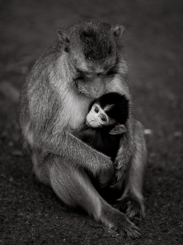 Фотография автора Pham Anh Vu